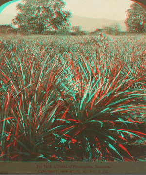 A Field of Pineapples, Jamaica. 1904