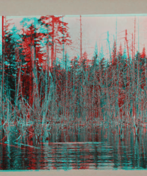 [Pine wetlands in Adirondack region.] 1915-1919 1915