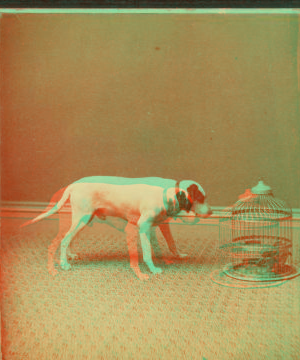 [Studio view showing a dogs with a bird in a cage.] 1865?-1905?