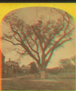 Washington elm, Cambridge, Mass. 1859?-1910?