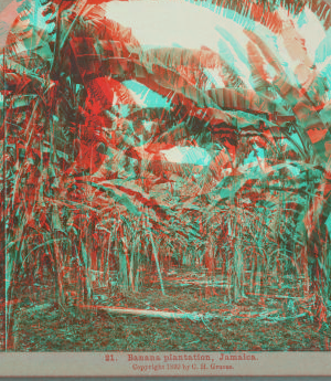 Banana plantation, Jamaica. 1899