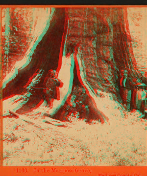 In the Mariposa Grove, Mariposa County, Cal. 1867-1874 1867?-1874?