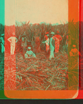 Sugar cane cutting. 1868?-1901?