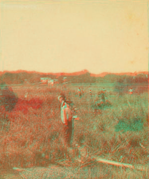 Cutting rice. [Harvesting rice.] 1868?-1900?