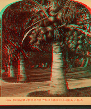 Cocoanut [coconut] trees in the white sands of Florida, U.S.A. 1870?-1910?