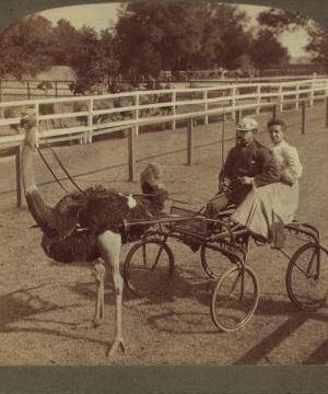 Famous trotting ostrich "Oliver, W." -- harnessed for a spin -- record of 2.02 -- Jacksonville, Fla. 1870?-1906? 1905
