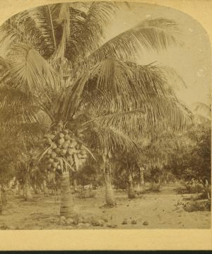 Cocoanut [Coconut] trees, Fla. Palmas de Coco, Fla., U.S.A. 1870?-1910?