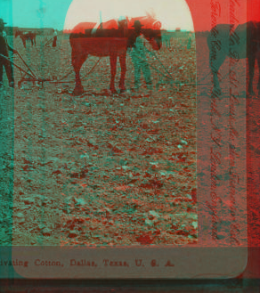 Cultivating Cotton, Dallas, Texas, U.S.A. 1865?-1915? 1905