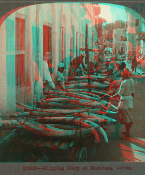 Shipping Ivory at Mobasa, Africa. [ca. 1900]