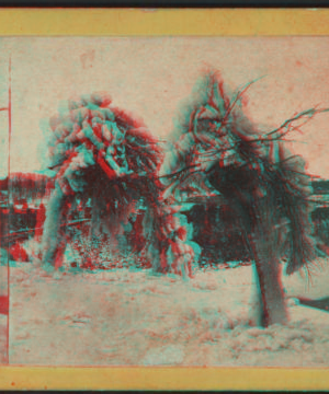 Ice encrusted trees in Luna Island, with opposite shore of the river in the distance. 1860-1875?