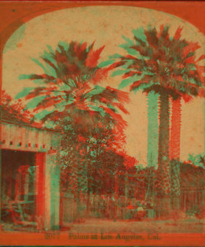 Palms at Los Angeles, Cal. 1870?-1909? 1878?