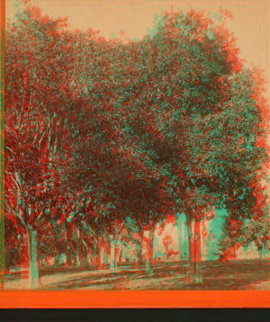 View in Holfskill's orange grove, Los Angeles. 1870?-1906 ca. 1880