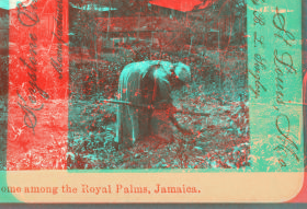 A Home among the Royal Palms, Jamaica. 1900