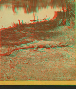 Alligator basking on the banks of the river. 1870?-1905? [ 1870-1886]