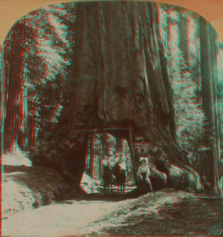 The Wawona Tree, Mariposa Grove, Yosemite Valley, Cal. U.S.A. 1867?-1902