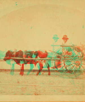 Uncle Lem. [Man in an oxcart.] 1868?-1900?