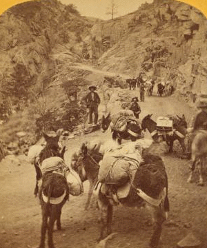 R. C. Luesley's burro pack train, in a mountain pass, loaded with merchandise for his store at Silverton, San Juan. 1870?-1898