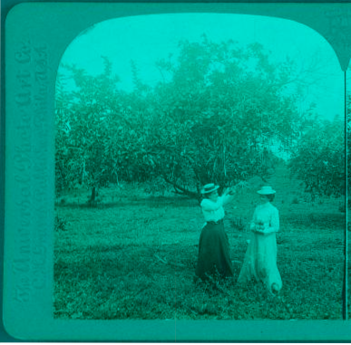 An orange tree, Jamaica. 1899