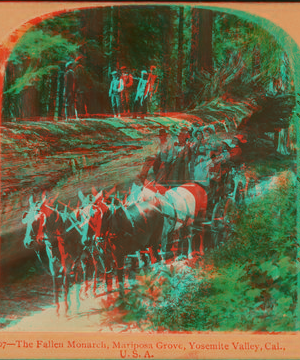 The Fallen Monarch, Mariposa Grove, Yosemite Valley, Cal., U. S. A.. 1867?-1902 1897