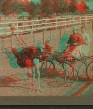 Famous trotting ostrich "Oliver, W." -- harnessed for a spin -- record of 2.02 -- Jacksonville, Fla. 1870?-1906? 1905