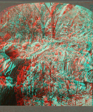 Coffee pickers at work, Guadeloupe, F. W. I. [ca. 1910]