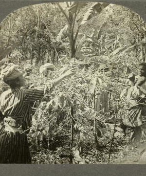 Coffee pickers at work, Guadeloupe, F. W. I. [ca. 1910]