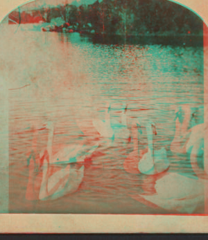 [White swans.] [1865?-1905?]