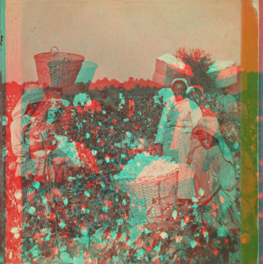 Picking Cotton [ca. 1880]