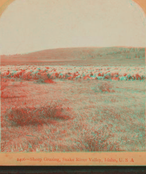 Sheep grazing, Snake River valley, Idaho, U.S.A. 1865?-1900?