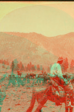 A cattle round-up in Arizona, "cutting out" the cows and calves. 1864-c1903 1904