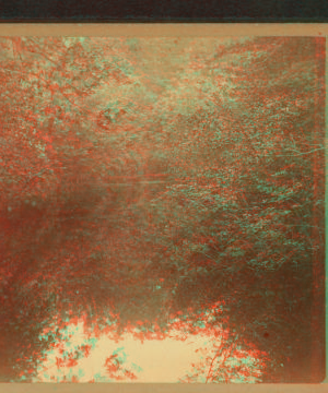 [View of trees refelected on a pond.] 187-?