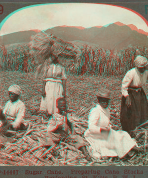 Sugar Cane. Preparing Cane Stocks for Replanting, St. Kitts, B. W. I. [ca. 1900]