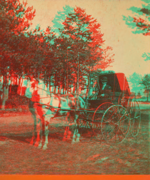 [A buggy driver.] 1879 1869?-1880?