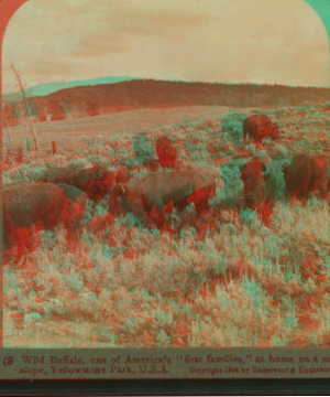 Wild Buffalo, One of Americaís 'First Families,' at home on a sunny slope, Yellowstone Park, U.S.A. 1901, 1903, 1904