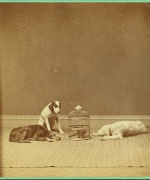[Studio portrait of 3 dogs and a birdcage.] 1865?-1905?