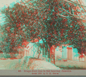 Grape-fruit tree in full bearing, Jamaica. 1899