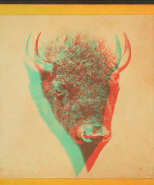 [Head of a buffalo.] 1865?-1925? 187-