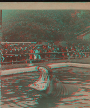 Hippopotamus feeding, Central Park, N.Y. [1865?-1901?]