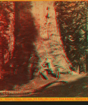 Grizzly Giant, (circum. 101 ft; the Largest Tree Know), Mariposa Co. ca. 1870 1870