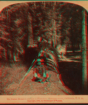 The Fallen Monarch (24 feet in diameter), Mariposa Grove, California, U. S. A. 1894 1867?-1902