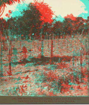 Banana Trees just starting to grow after the bunches have been yielded and the trees cut down, Jamaica. 1904