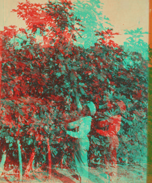 [Picking fruit from trees.] [ca. 1895]