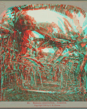 Banana plantation, Jamaica. 1899