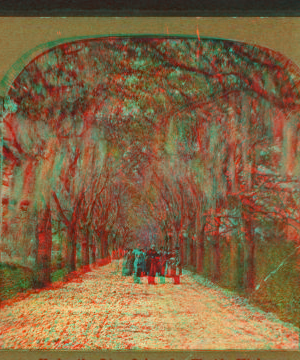 Under the Live Oaks of a Florida Highway. 1868?-1910? [ca. 1900]