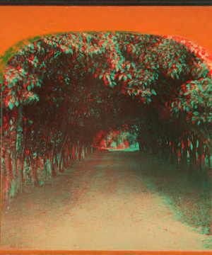 Orange archway on Mr. Ball's place, known as Lover's Lane. 1868?-1895?