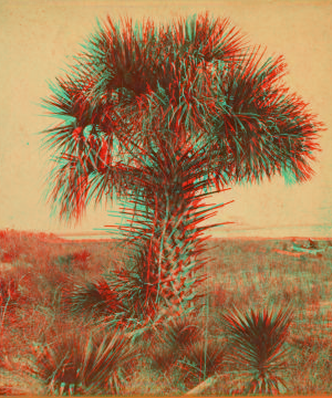 [Cabbage] Palmetto. [ca. 1870] 1868?-1910?