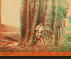 Cypress tree, 25 feet diameter. 1868?-1901?