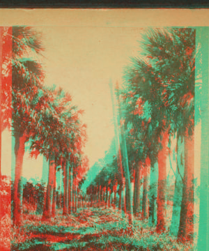 Palmetto trees at Fort George, Florida. 1870-1890 1865?-1890?