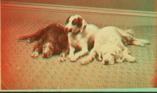 [Studio portrait of 3 dogs.] 1865?-1905?