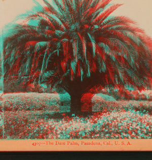 The Date Palm, Pasadena, Cal., U.S.A. 1870?-1906 1897